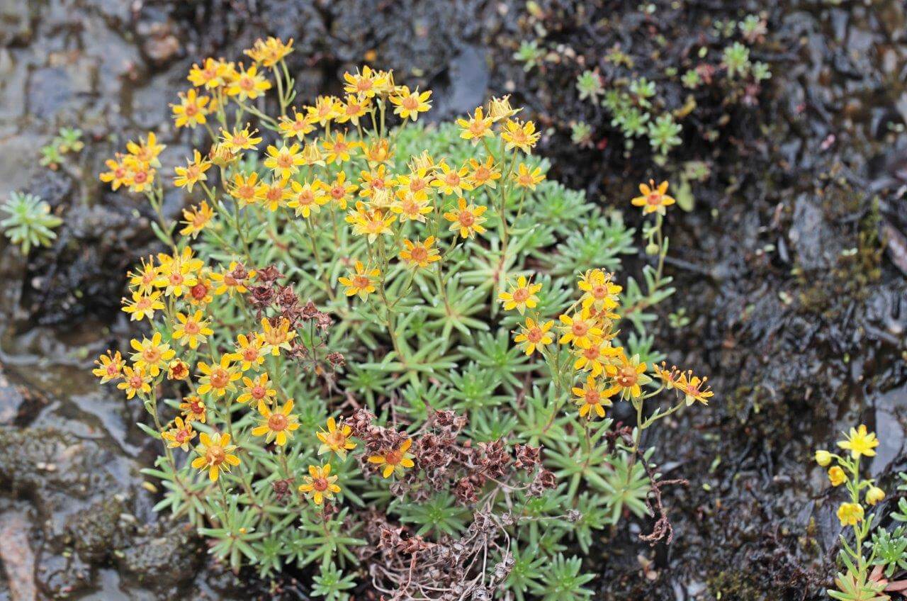 Oranssinkeltainen kultarikko on tyypillinen tihkukallion laji pohjoisimmassa Lapissa. Värikäs kasviesiintymä erottuu kauas veden kastelemasta tummasta kiviseinämästä. Kuva: Matti Mela.