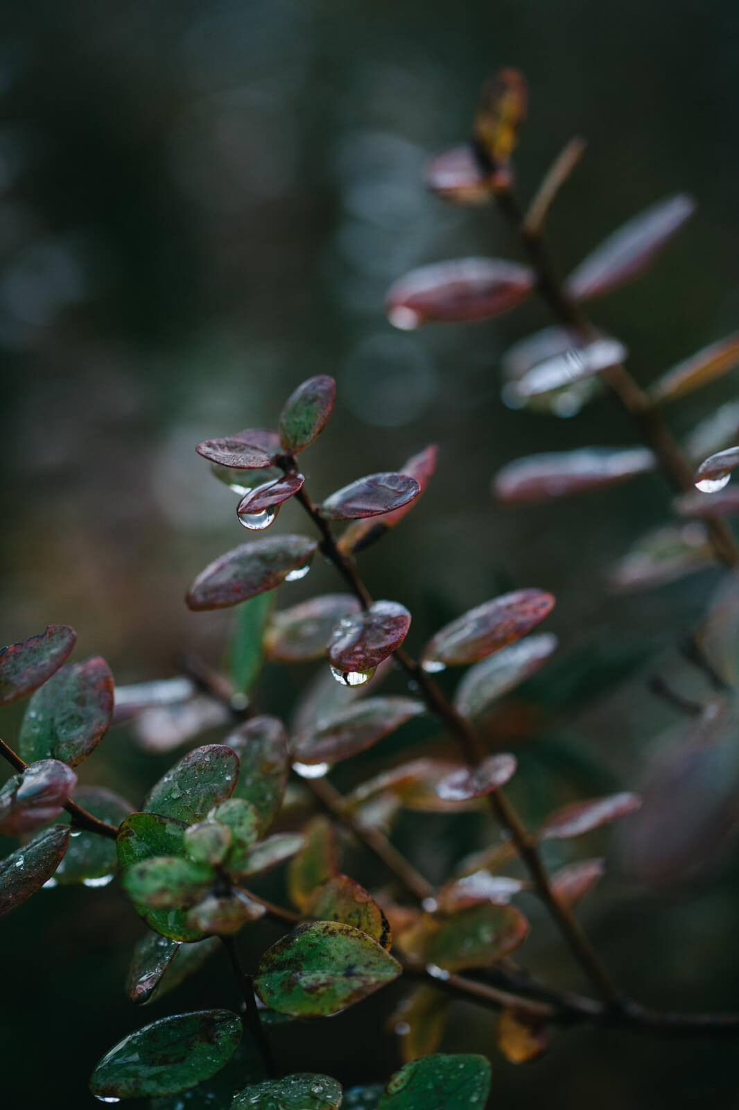 Pisarat varvuilla tuovat mieleen kyyneleet, joita vuodatettiin itsenäisyytemme tähden. Kuva: Marinella Himari.