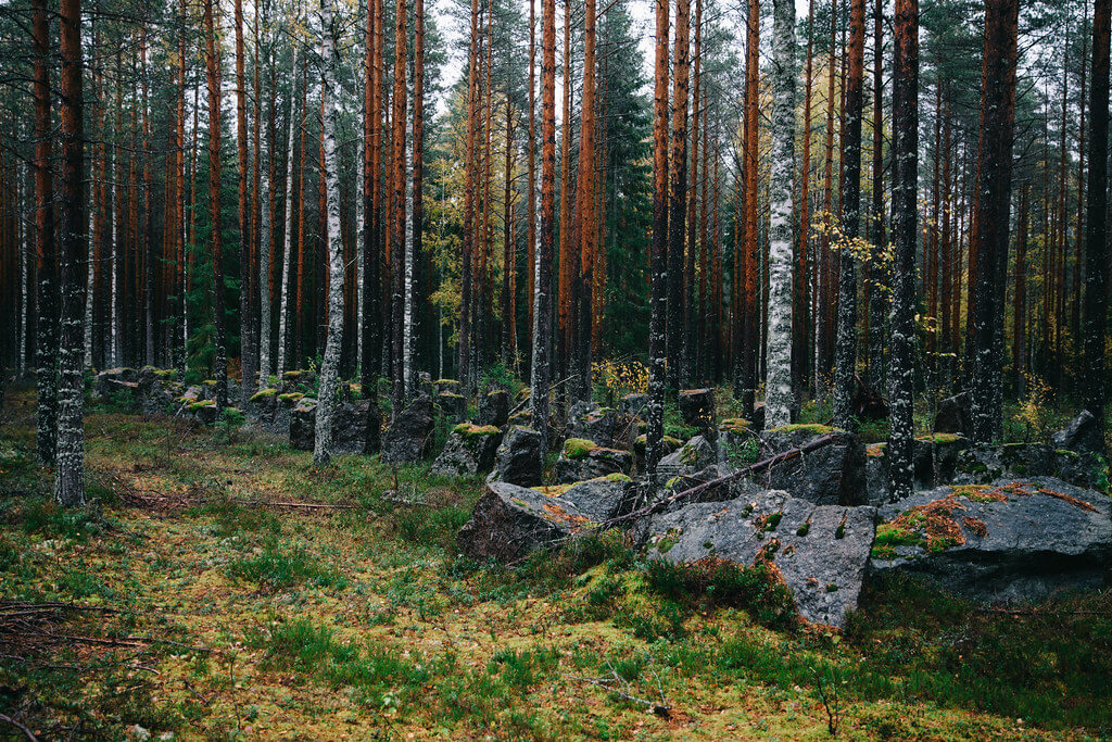 450 000 kiviesteen muodostama Salpalinja on ollut itsenäisen Suomen suurin rakennushanke. Kuva: Marinella Himari.