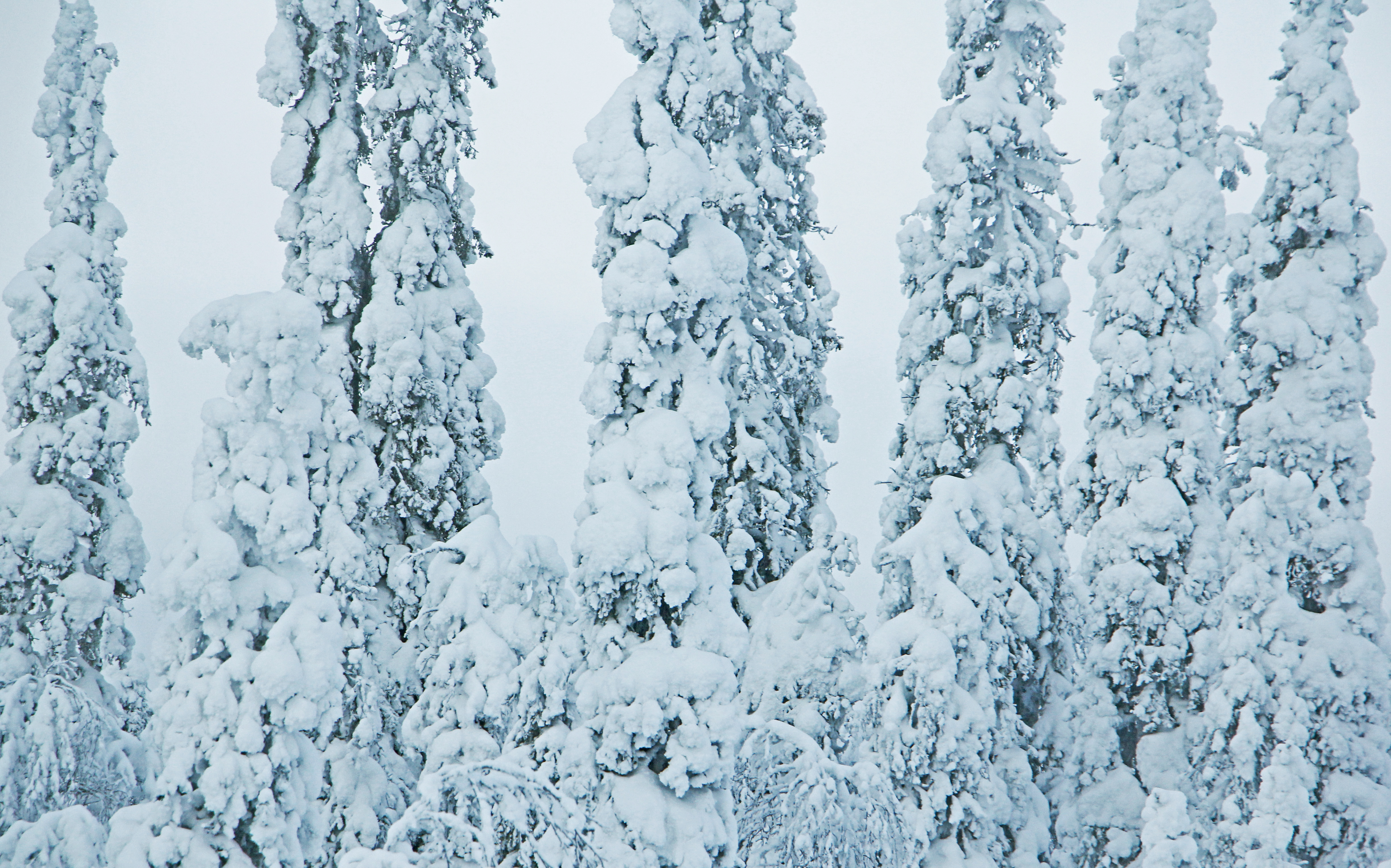 Tykky on kaunista. Kuva: Matti Mela