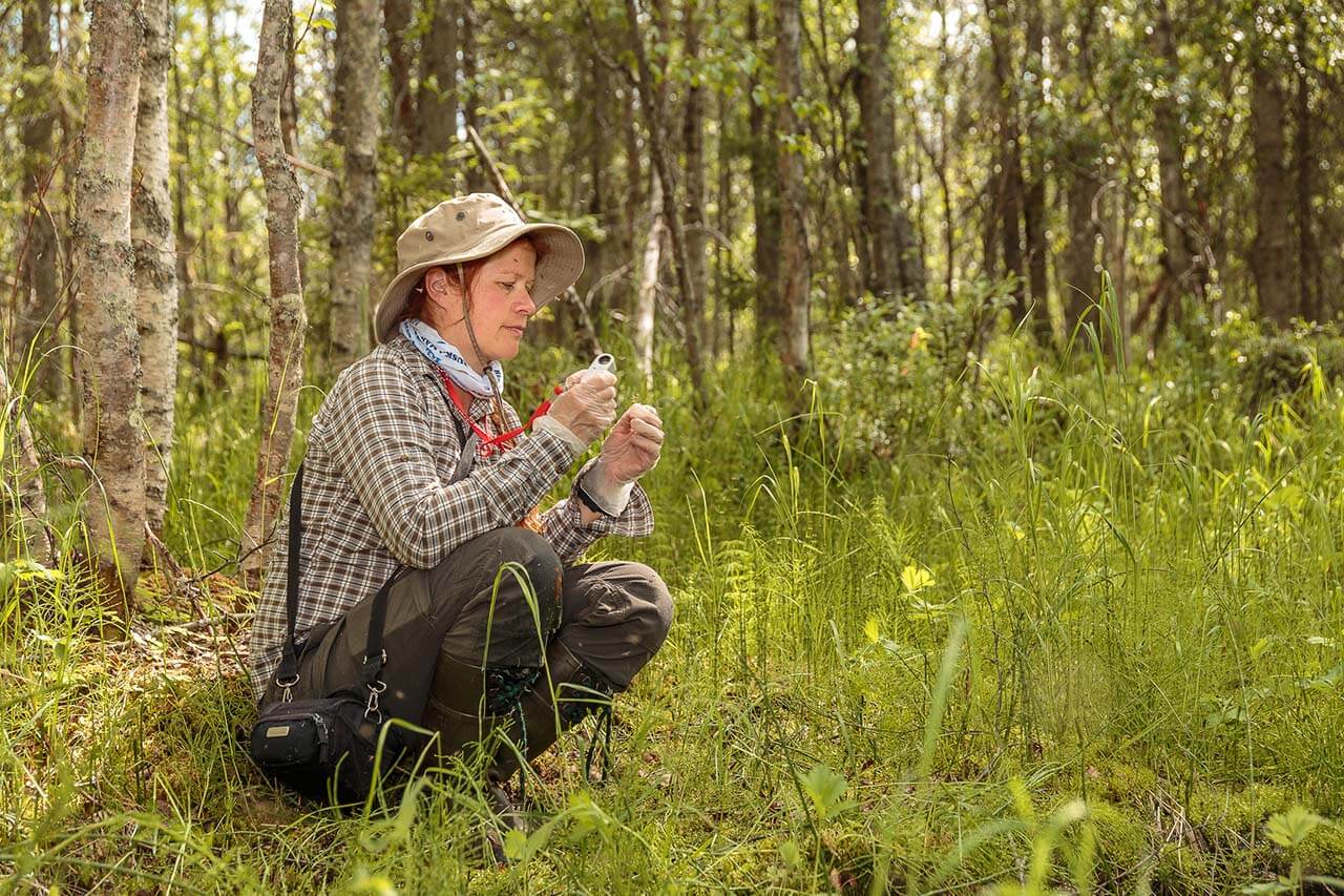 Pia Kangas kartoittaa pohjoisen luontoa. Kuva: Vesa Särkelä.