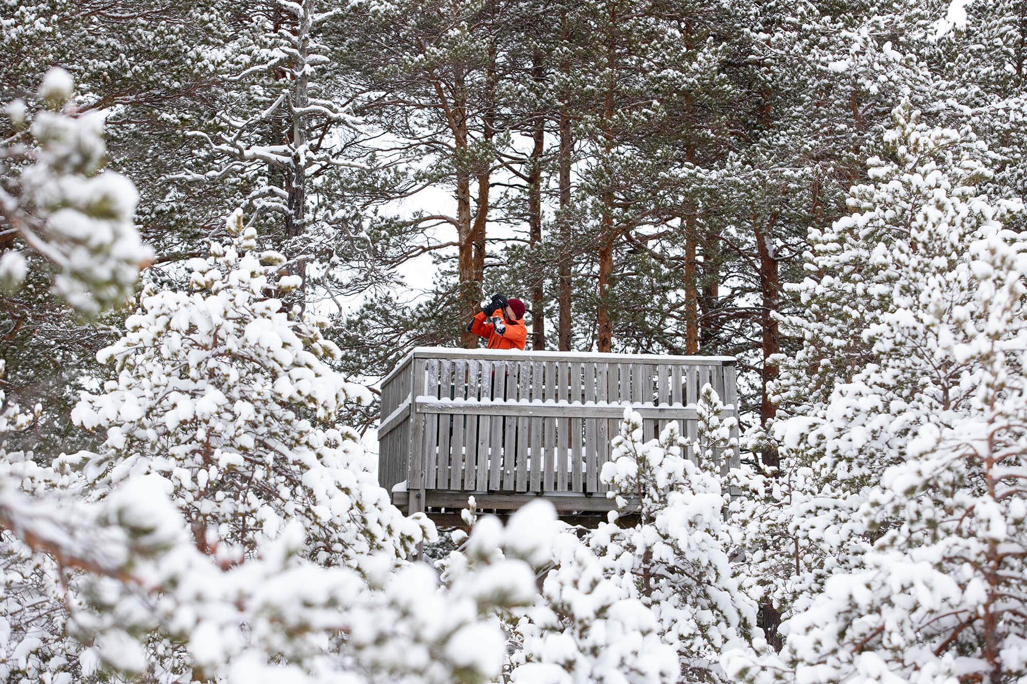 Simonsaaren lintutorni maastoutuu metsäsaarekkeen sisään. Kuva: Markus Sirkka.