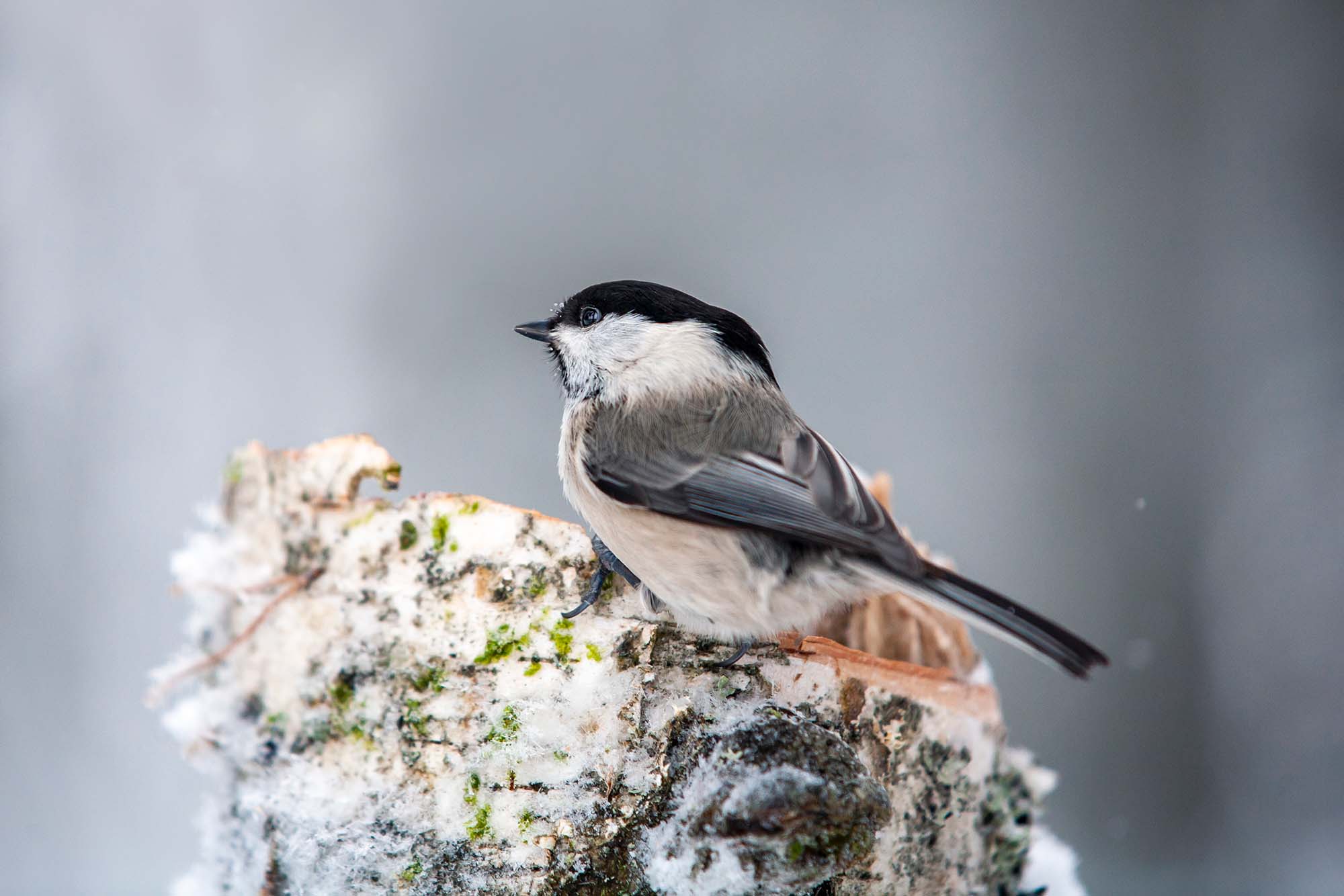 Hömötiainen on luokiteltu erittäin uhanalaiseksi. Kuva: Markus Sirkka.