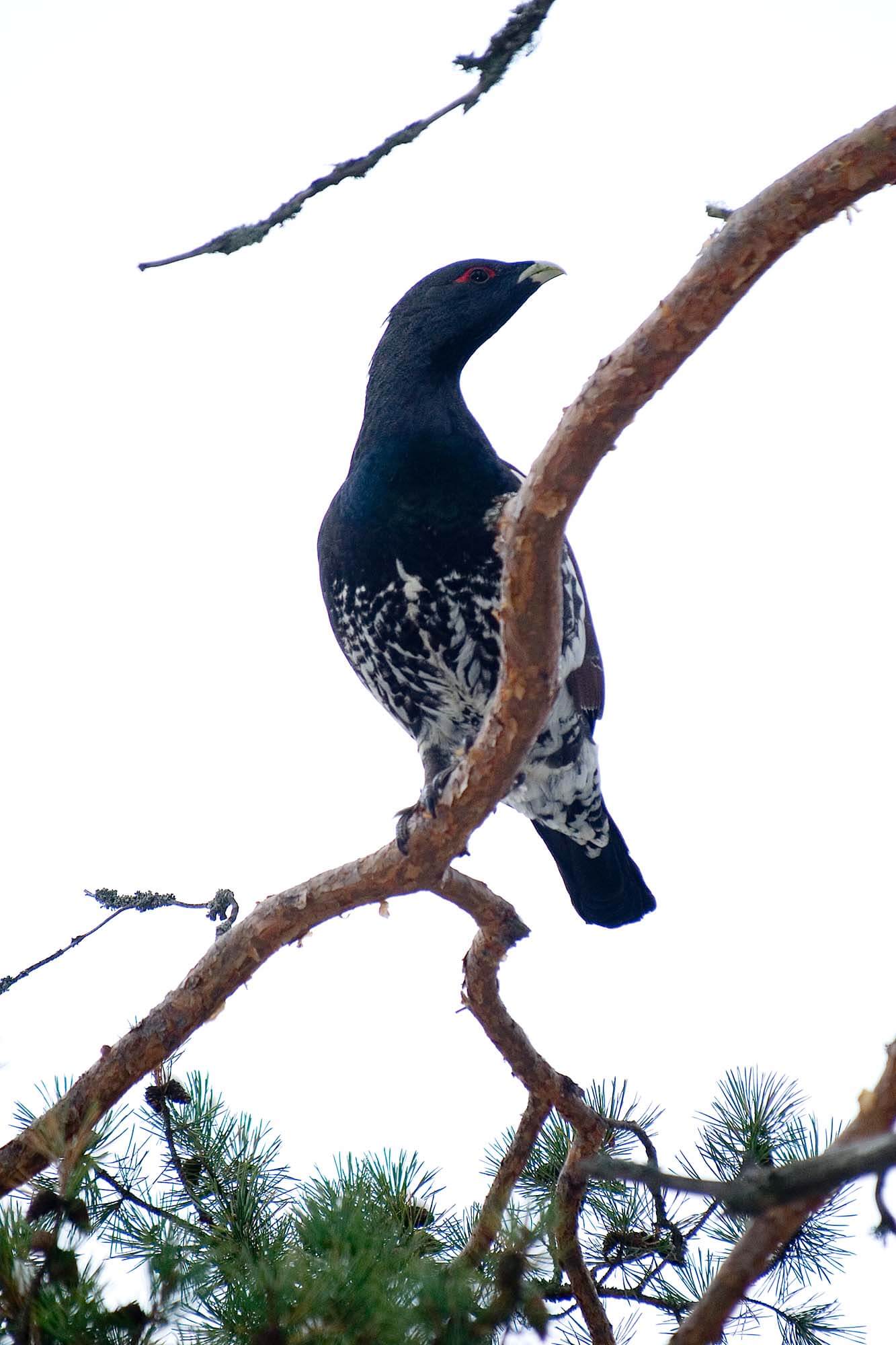 Ukkometson tunnistaa kaukaa. Kuva: Markus Sirkka.