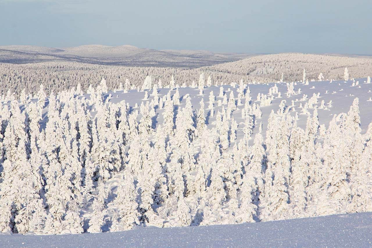 Saariselän suuri vedenjakaja-alue on ollut 1800-luvun kulkijoille vaativa ylitettävä Inarin järvialangon ja Itämereen laskevan Kemijoen latvahaarojen välillä. Kuva: Matti Mela.