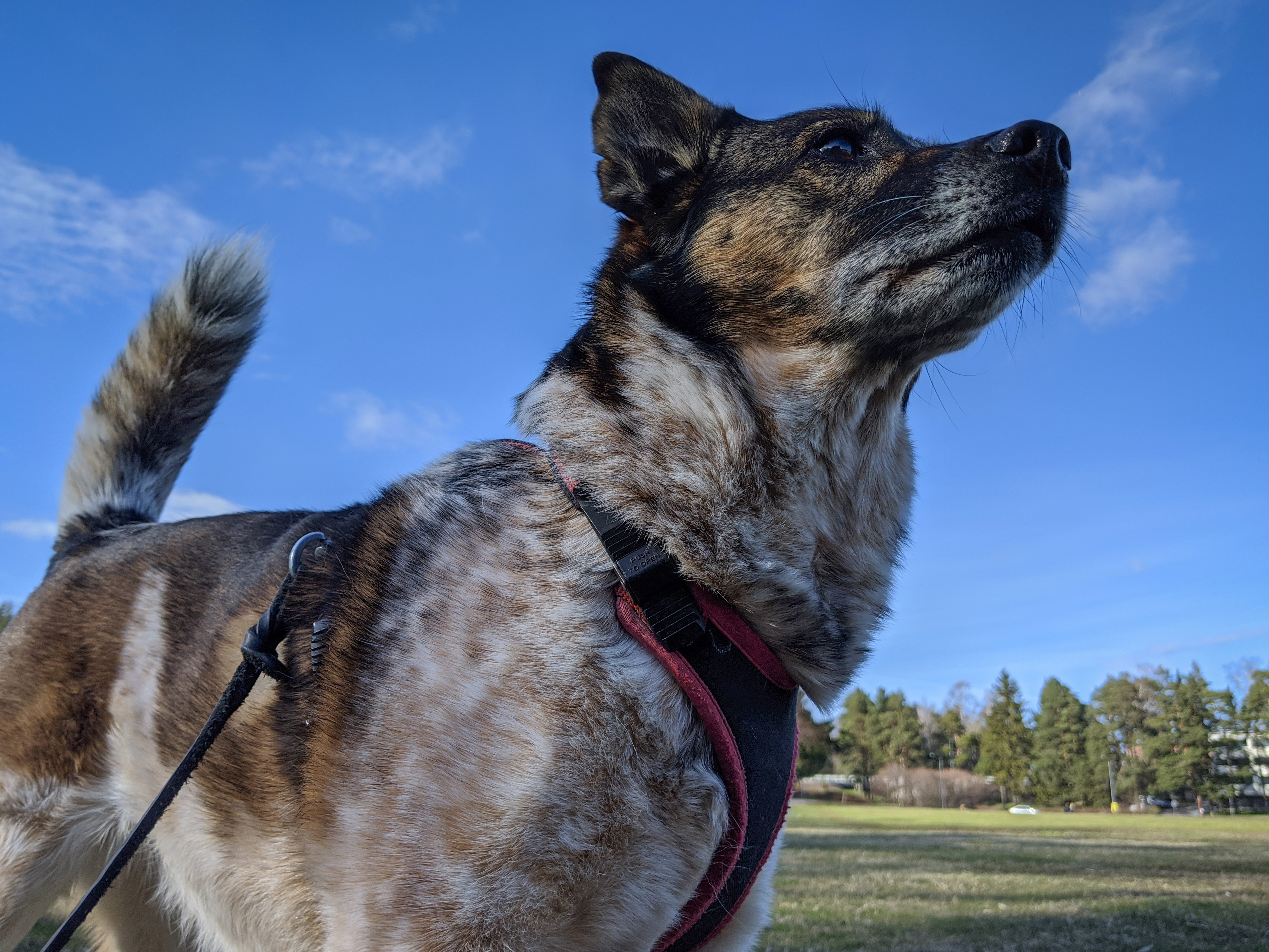 Espoolainen Kira-koirakin on Vuoden liikuttaja. Kuva: Sampsa Sulonen.